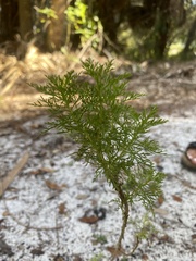Eupatorium capillifolium
