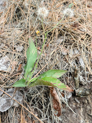 Hieracium petrosae