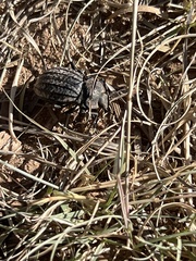 Philolithus sordidus