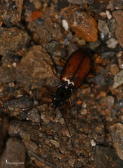 Peryphus