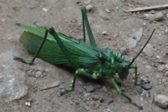 Phymateus viridipes
