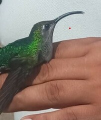 Campylopterus hemileucurus