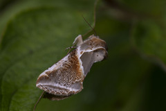 Habrosyne pyritoides