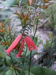 Epacris