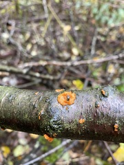 Dacrymyces stillatus