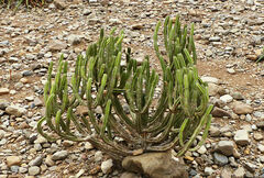Euphorbia polyacantha