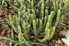 Euphorbia polyacantha