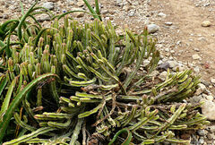 Euphorbia polyacantha