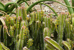 Euphorbia polyacantha