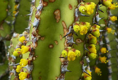 Euphorbia polyacantha