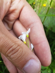 Cardamine pratensis