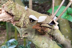 Auricularia nigricans