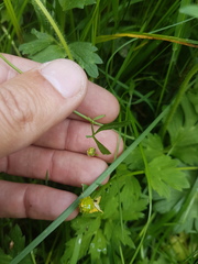 Cardamine pratensis
