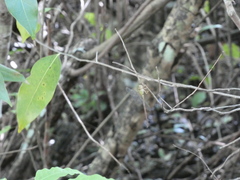 Triacanthagyna septima