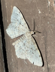Hypagyrtis piniata