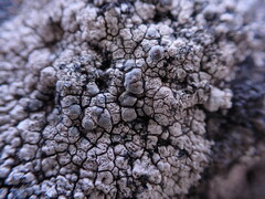Lecanora rupicola