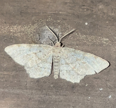 Hypagyrtis piniata