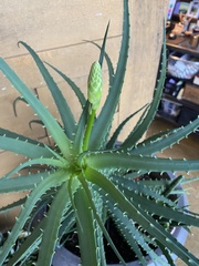 Asphodeloideae