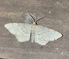 Hypagyrtis piniata