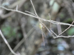 Triacanthagyna septima