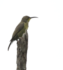 Nectarinia famosa famosa
