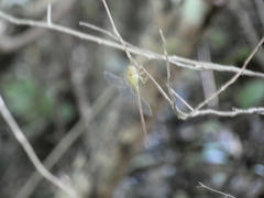 Triacanthagyna septima