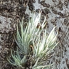 Tillandsia tricholepis