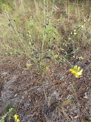 Crotalaria spectabilis