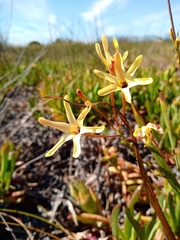 Ixia paniculata