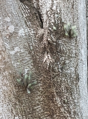 Tillandsia tricholepis