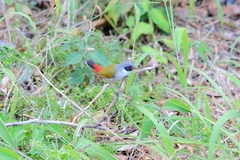 Coccopygia melanotis