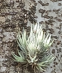 Tillandsia tricholepis