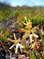 Ixia paniculata