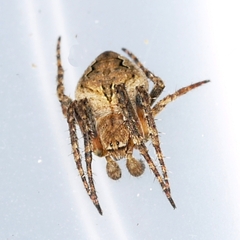 Eustala anastera