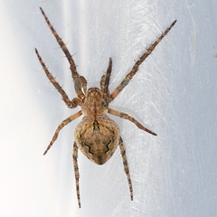 Eustala anastera