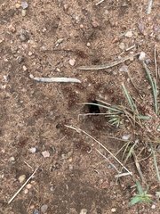 Pogonomyrmex barbatus