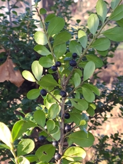 Ilex crenata