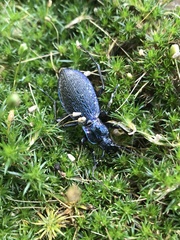 Carabus intricatus