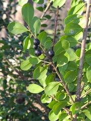 Ilex crenata