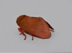 Anadiasa punctifascia