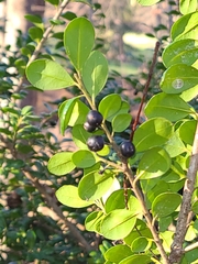 Ilex crenata