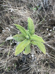 Salvia spathacea