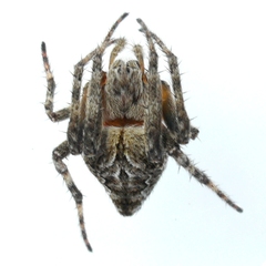 Eustala anastera
