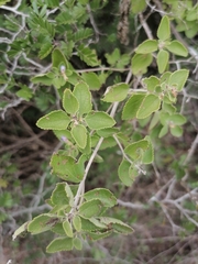 Lippia graveolens