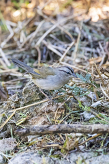 Arremonops rufivirgatus