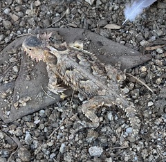 Phrynosoma coronatum