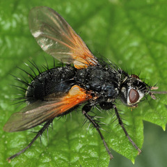 Zophomyia temula