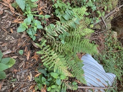 Polystichum dudleyi
