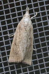 Calamotropha paludella