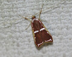 Barantola pulcherrima